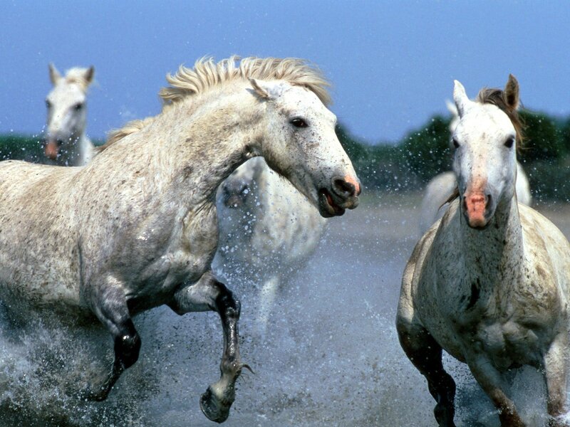 White Horses Running — Dynamic, Afternoon, Photograph, Water, Sky, Trees, Blue, Gray