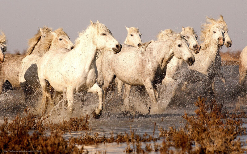 White Horses Running — Dynamic, Afternoon, Photograph, Water, Splashes