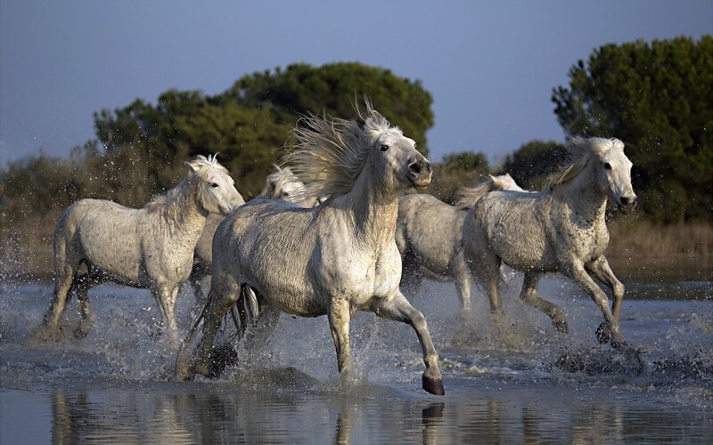 White Horses Running — Dynamic, Afternoon, Photograph, Water
