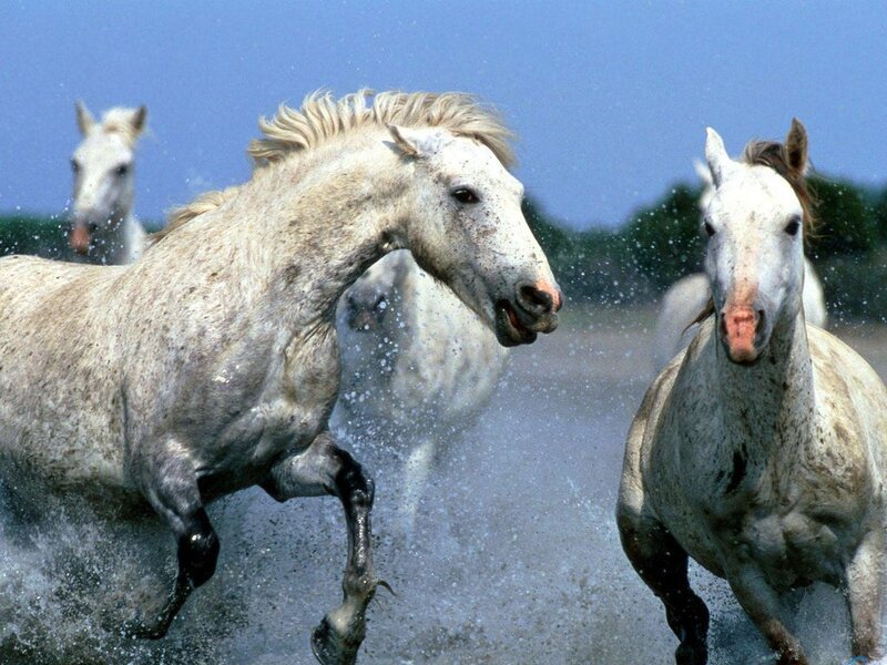 White Horses Running — Dynamic, Afternoon