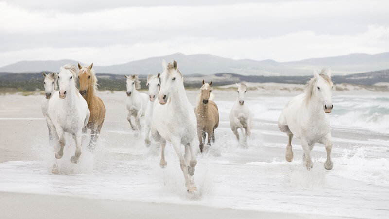 White Horses Running — Dynamic, Photograph, Beach, Ocean, Mountains