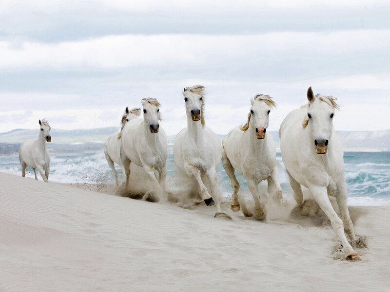 White Horses Running — Dynamic, Photograph, Beach, Ocean, Sand Dune
