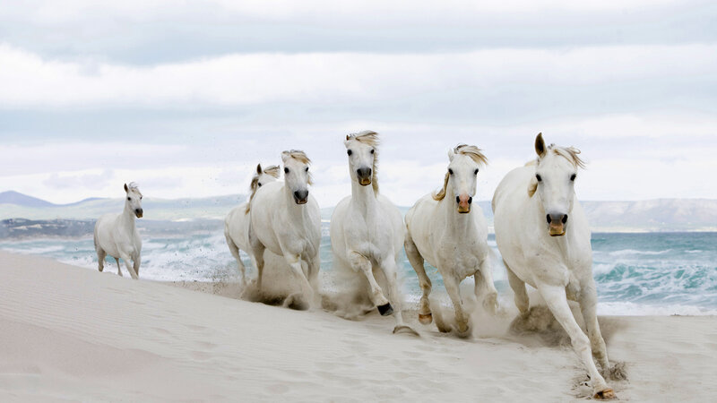 White Horses Running — Dynamic, Photograph, Beach, Ocean, Sand Dunes