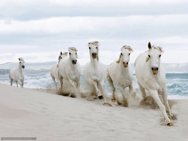 White Horses Running — Dynamic, Photograph, Beach, Ocean, Sand