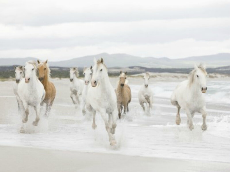 White Horses Running — Dynamic, Photograph, Beach, Ocean