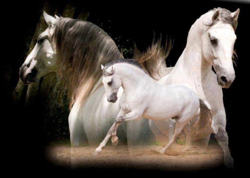 White Horses Running — Dynamic, Photograph, Dirt Ground