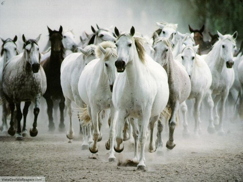White Horses Running — Dynamic, Photograph, Dust, Hooves, Field, Brown