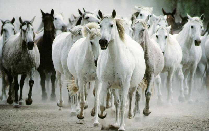White Horses Running — Dynamic, Photograph, Dust, Hooves