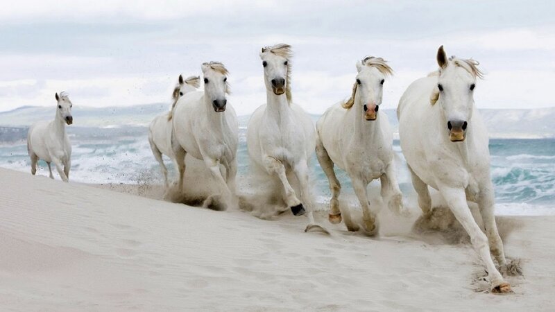 White Horses Running — Dynamic, Photograph, Sand, Ocean