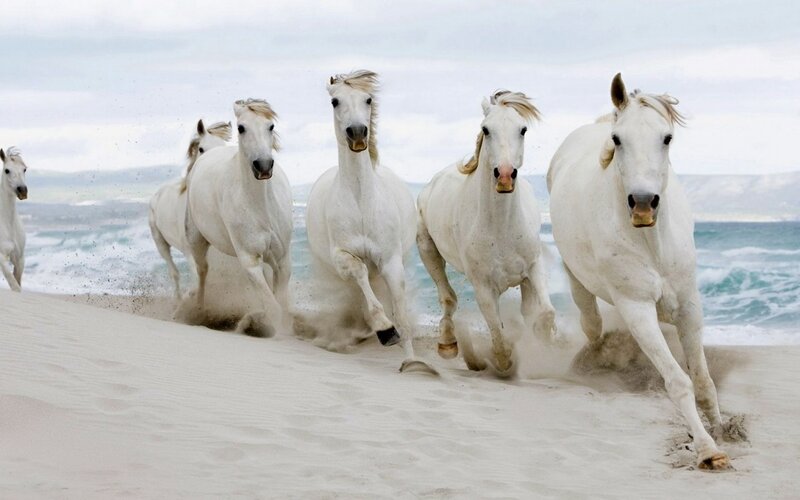 White Horses Running — Dynamic, Photograph, Sand