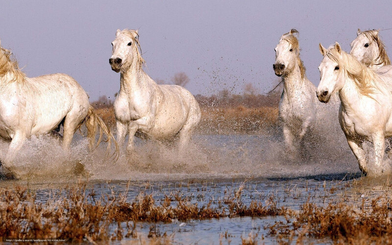 White Horses Running — Dynamic, Photograph, Water, Splashes
