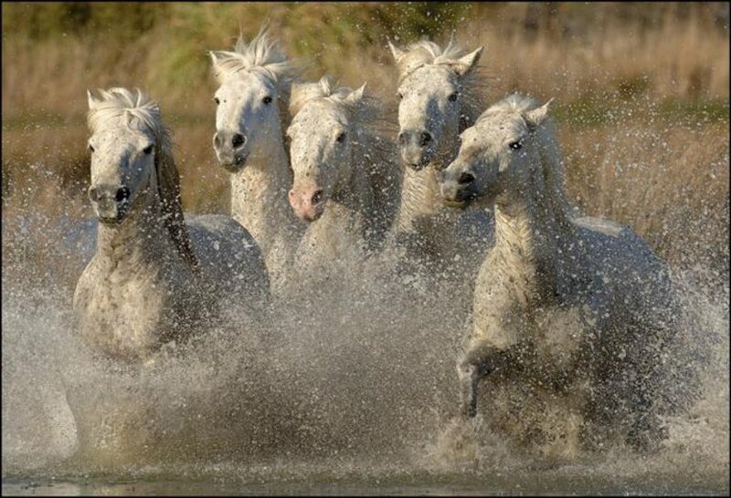 White Horses Running — Dynamic, Photograph, Water