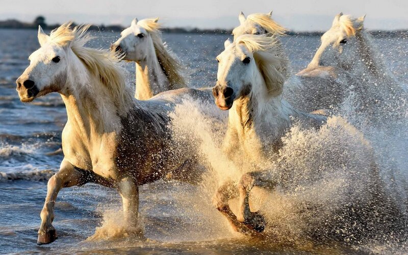 White Horses Running — Dynamic, Sunset, Photograph