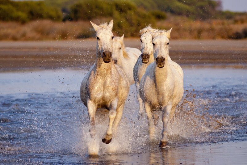 White Horses Running — Dynamic, Sunset