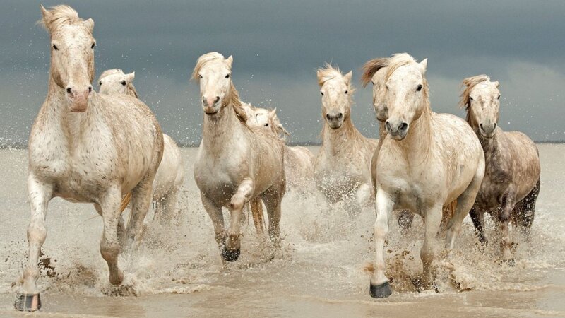 White Horses Running — Gray, Dramatic, Photograph
