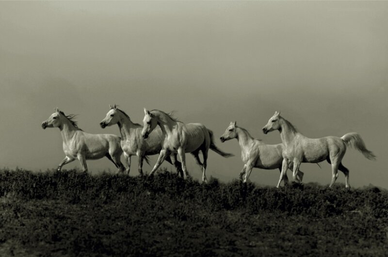 White Horses Running — Gray, Dramatic