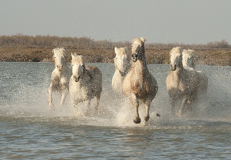 White Horses Running — Gray, Dynamic, Afternoon, Photograph, Water
