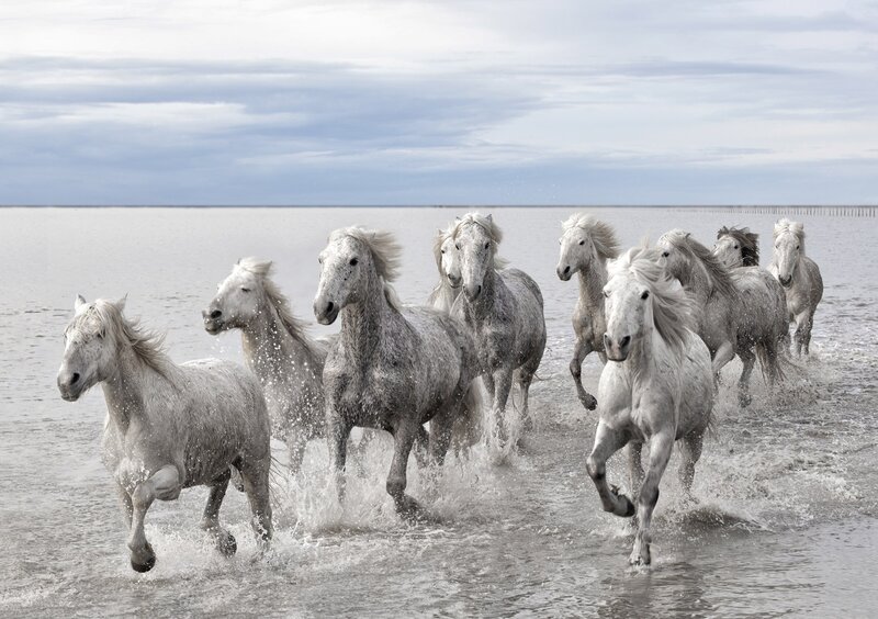 White Horses Running — Gray, Dynamic, Photograph