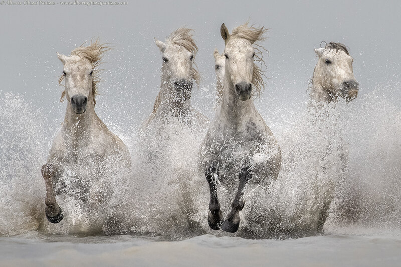 White Horses Running — Gray, Dynamic, Photograph, Water, Splashes