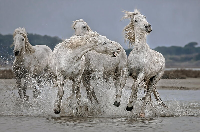 White Horses Running — Gray, Dynamic, Photograph, Water