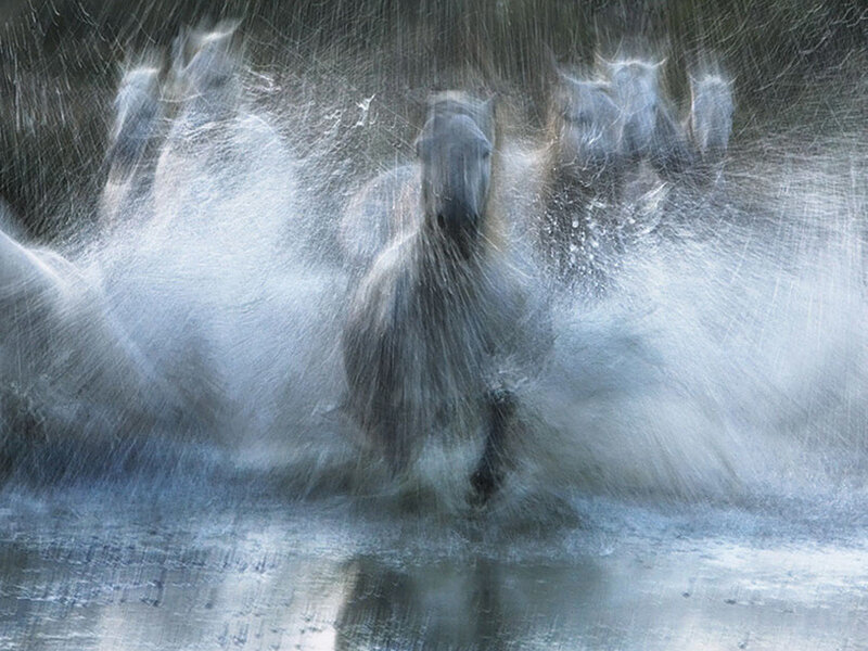 White Horses Running — Gray, Dynamic