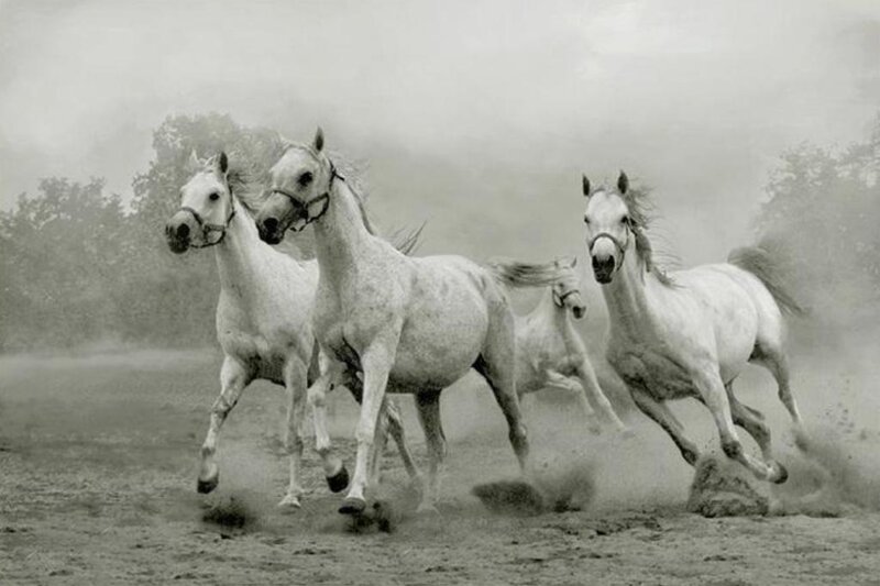 White Horses Running — Gray