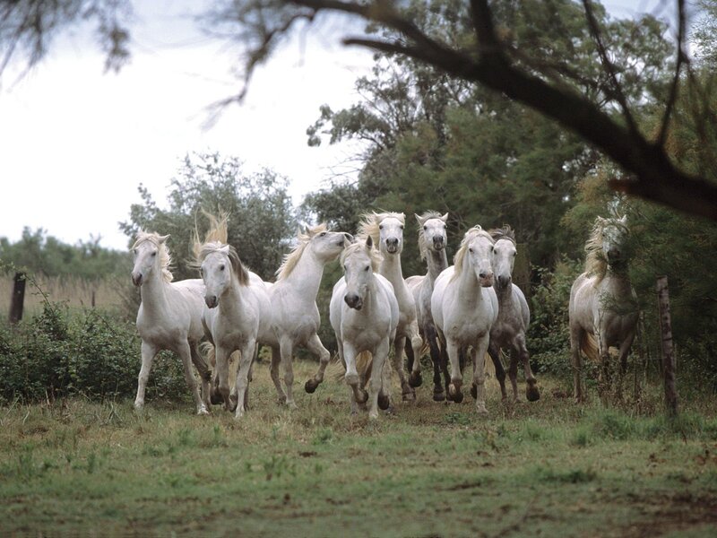 White Horses Running — Green, Dynamic, Afternoon, Photograph