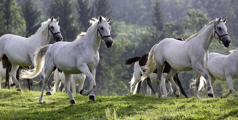 White Horses Running — Green, Dynamic