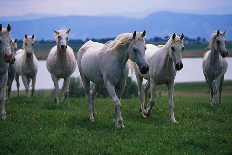 White horses running in a field