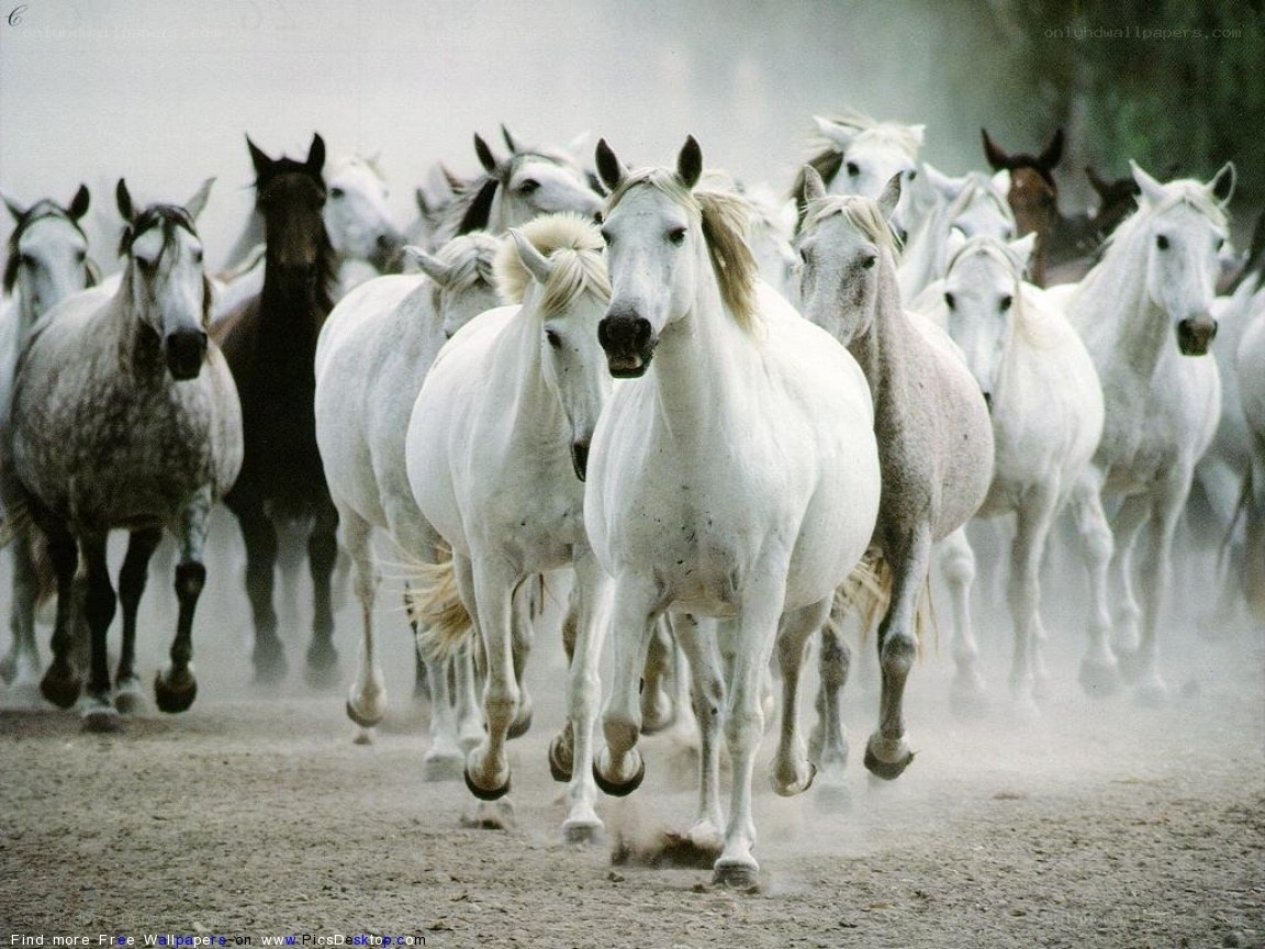 white horses running in dust