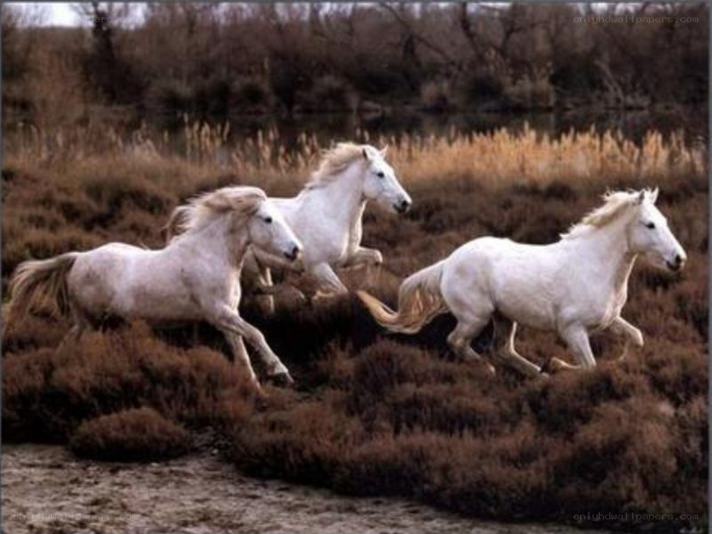 white horses running in field