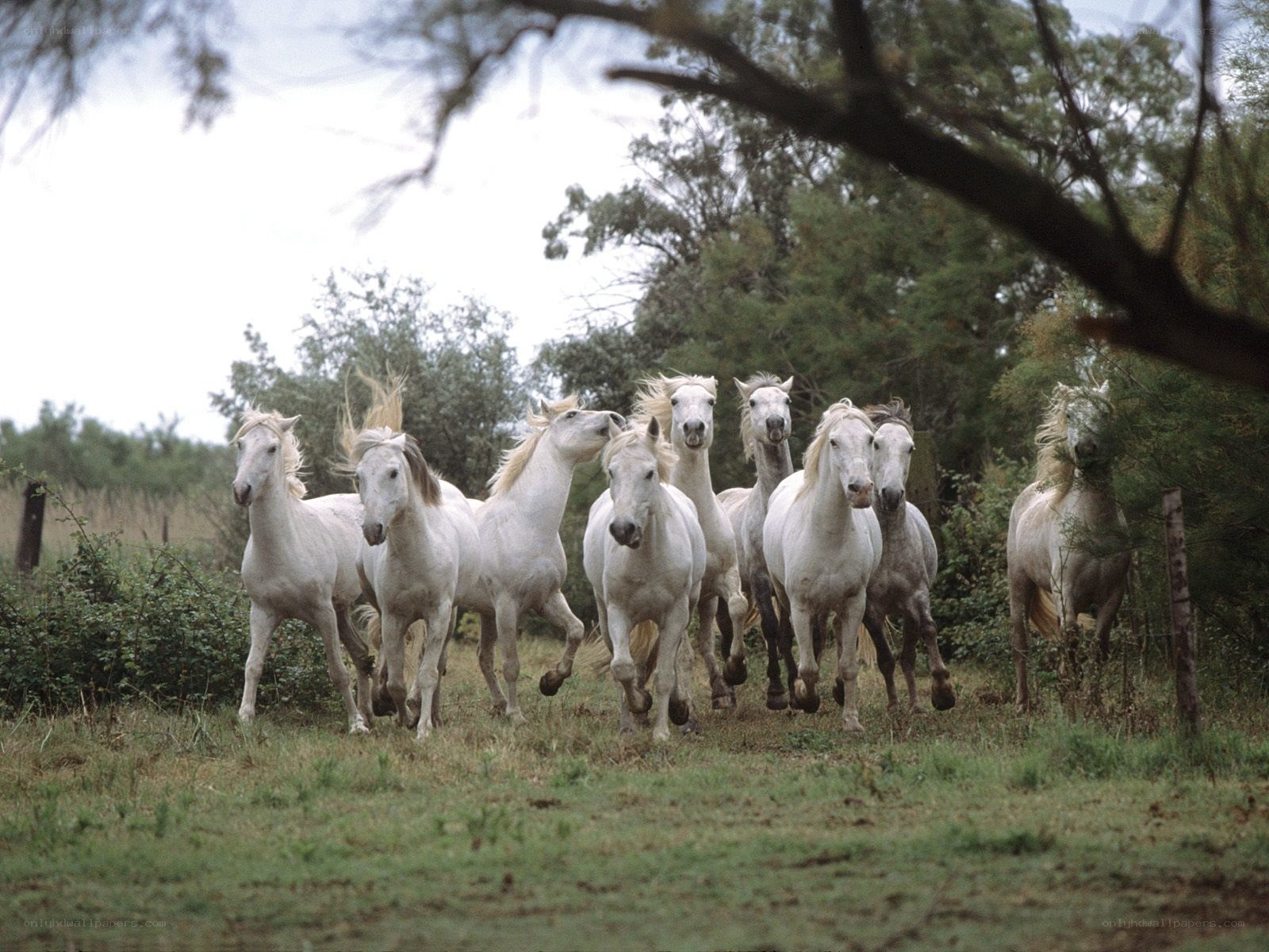 white horses running in field