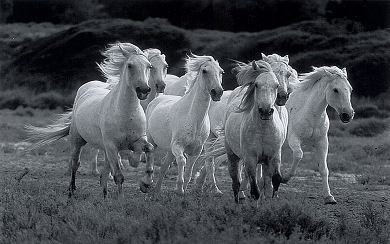 white horses running in field