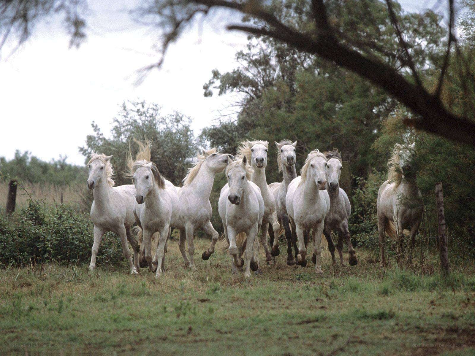 white horses running in field