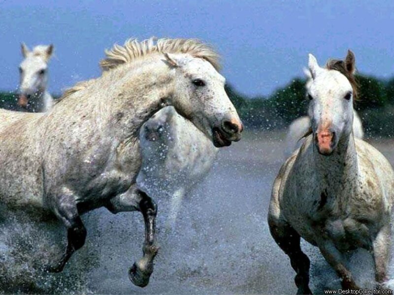 white horses running in water