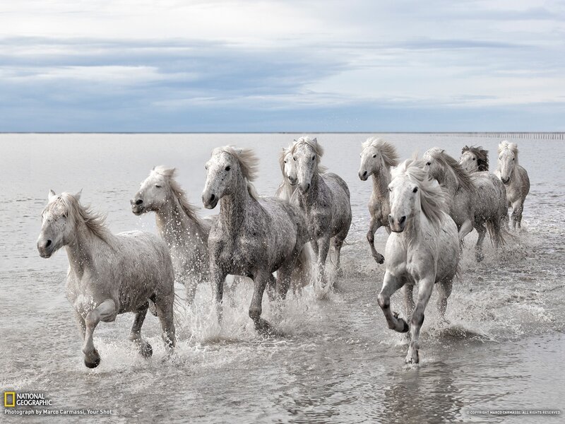 White horses running in water