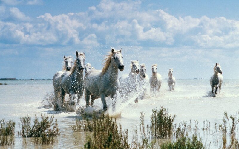 white horses running in water