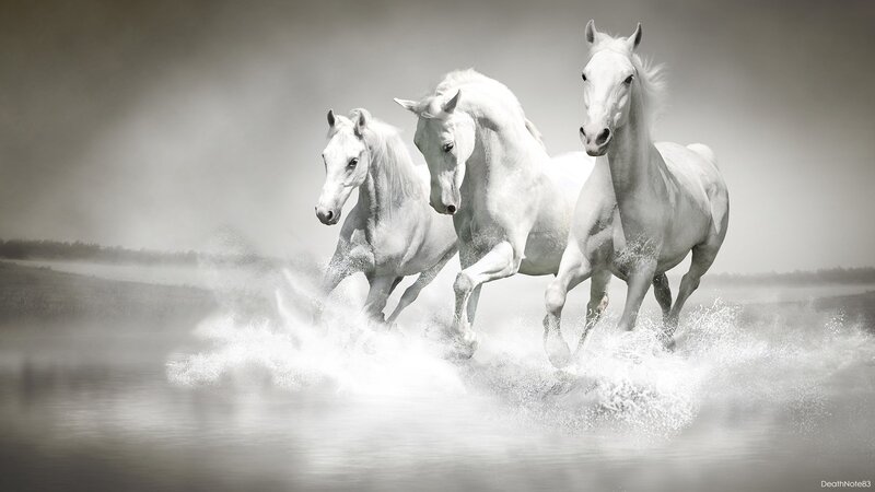 White horses running in water