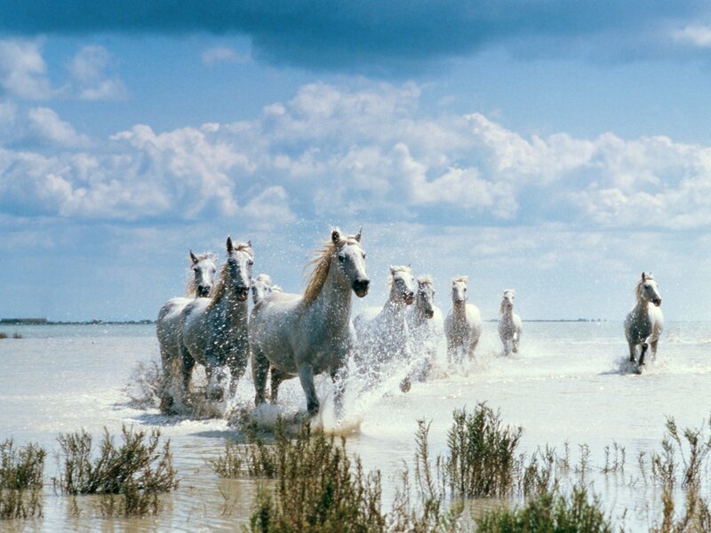 white horses running in water