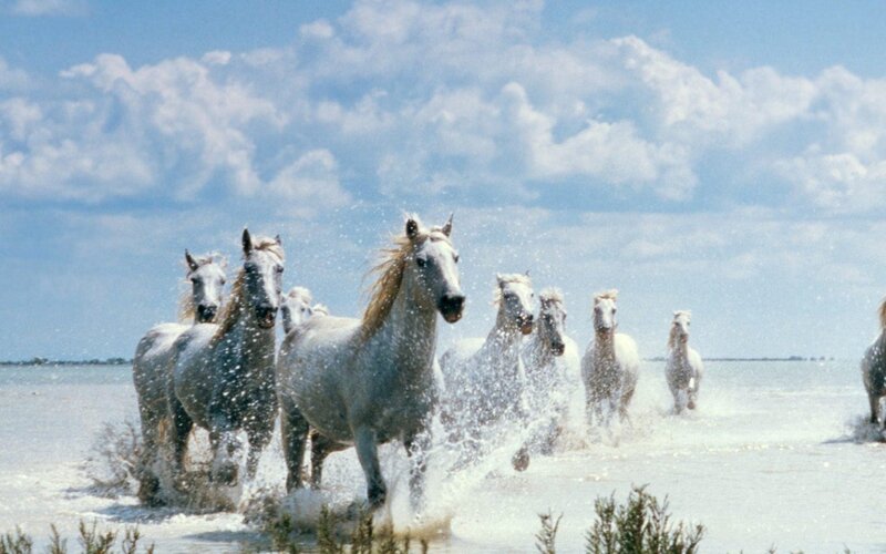 white horses running in water