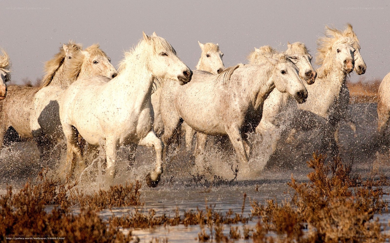 white horses running in water
