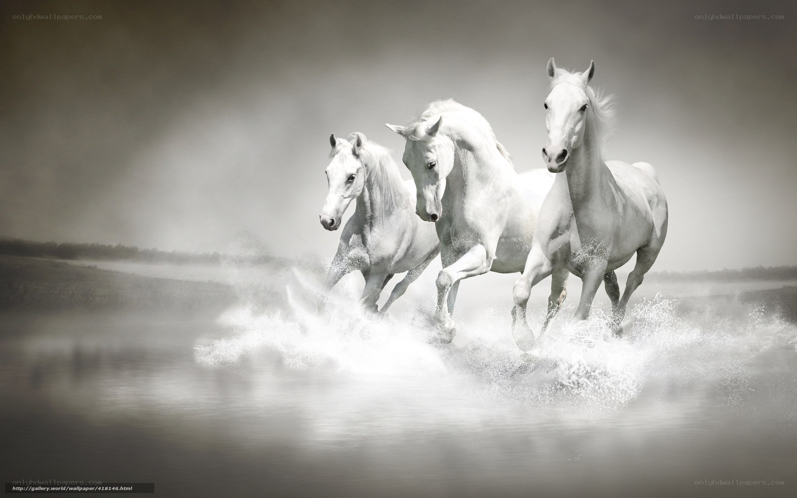 White horses running in water