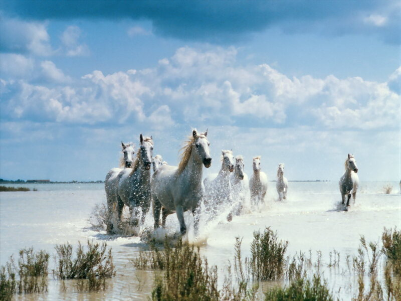 white horses running in water