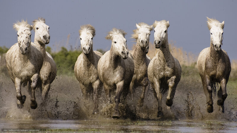 white horses running in water