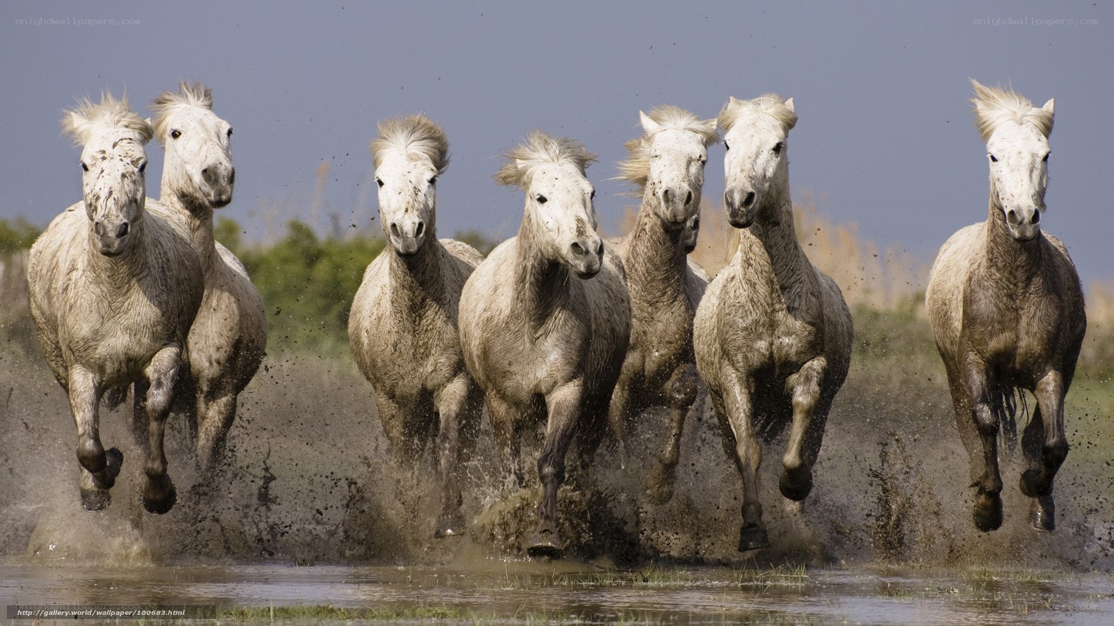 white horses running in water