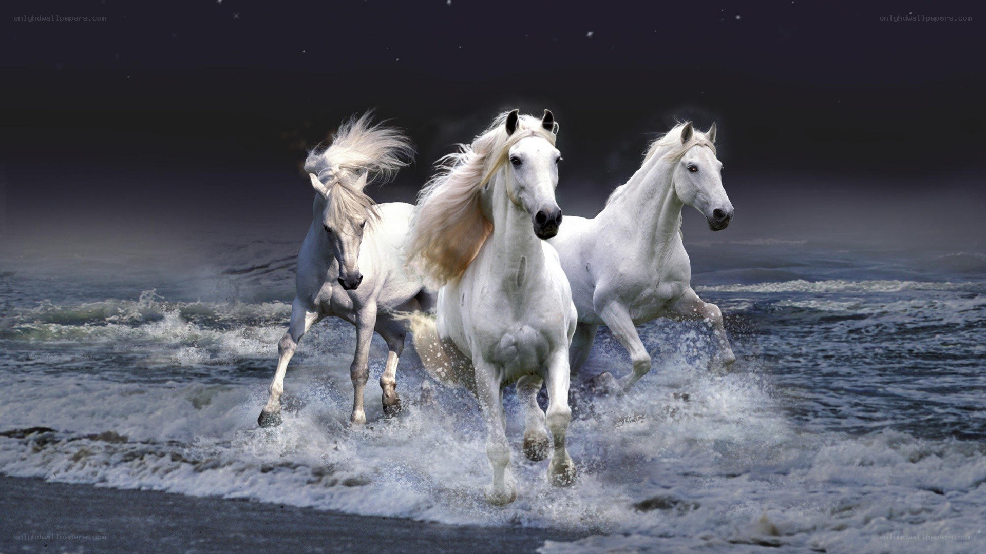 white horses running on beach
