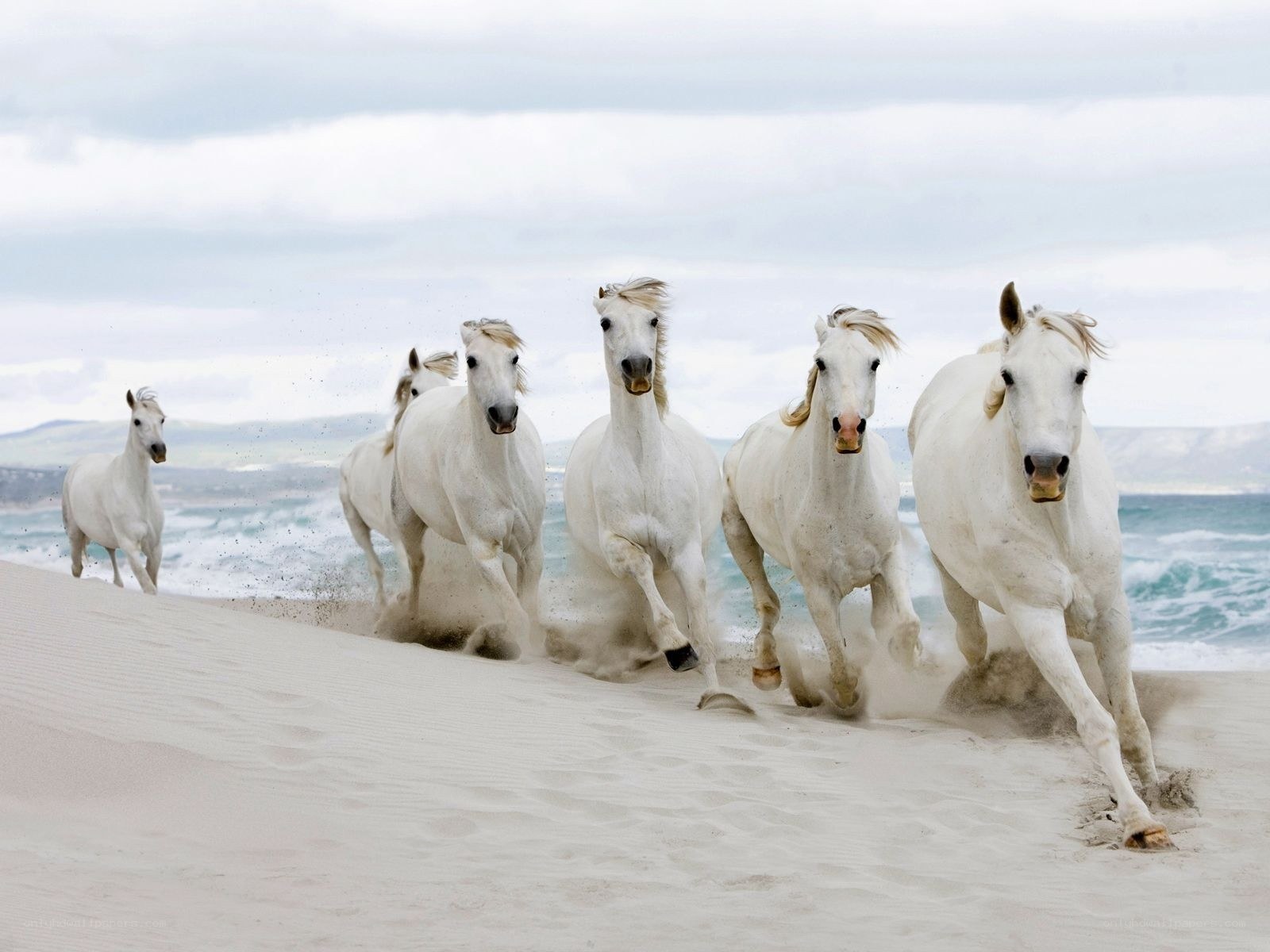 white horses running on beach
