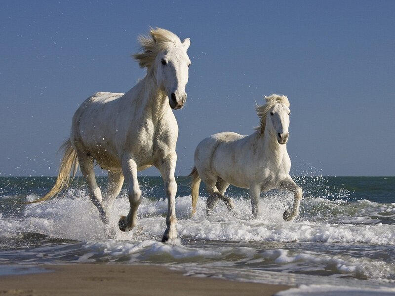 White horses running on beach