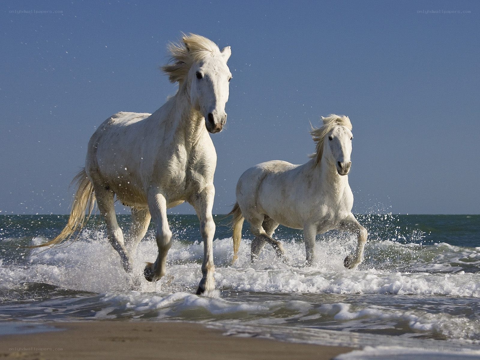 White horses running on beach