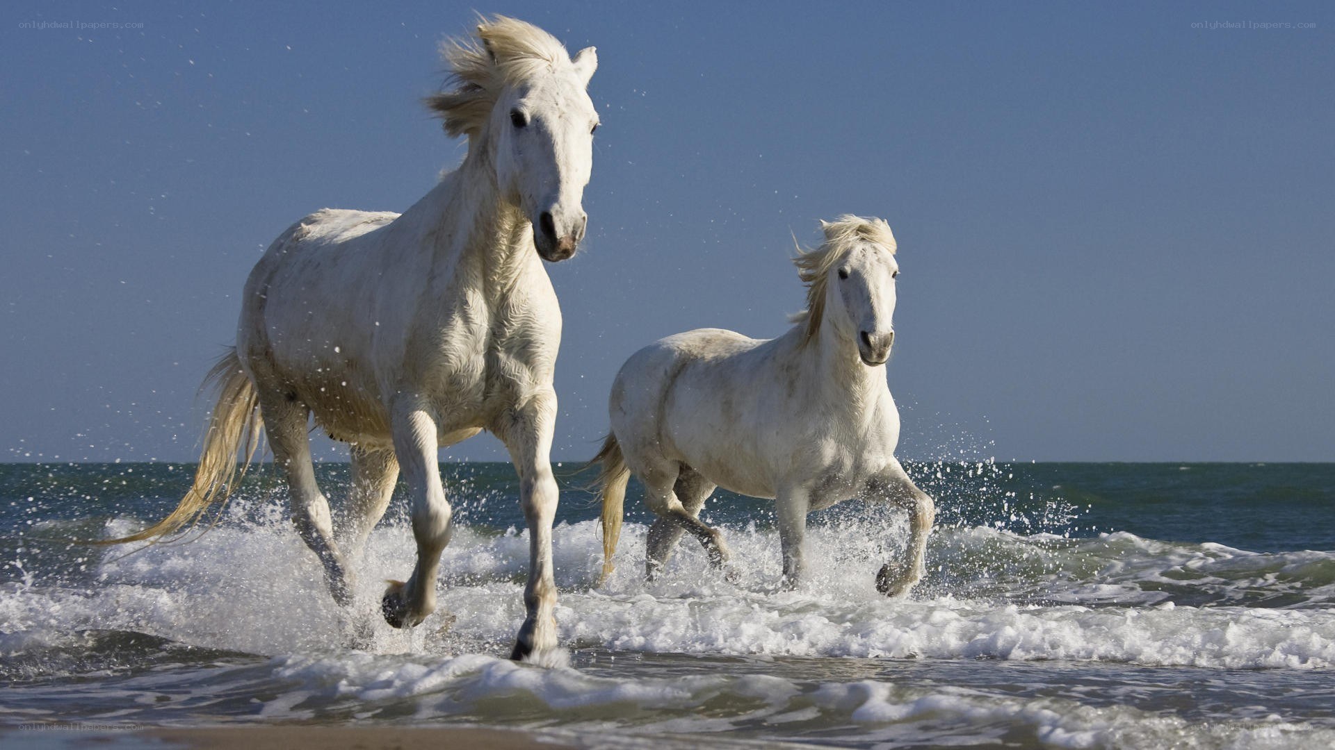 White horses running on beach